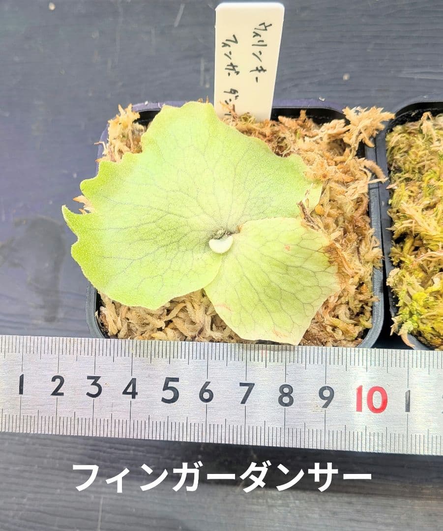 ビカクシダ苗