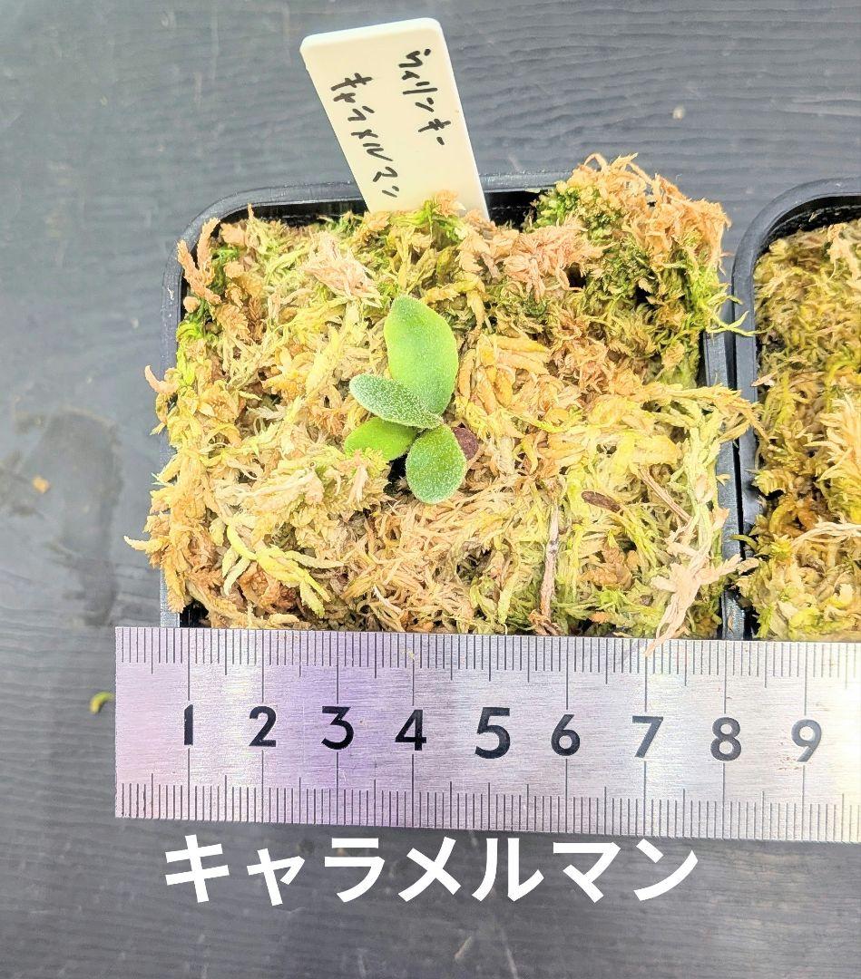 ビカクシダ苗