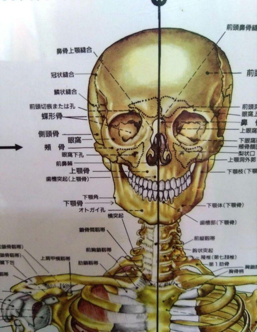 人体図説　骨格　ほねつぎ　整骨　接骨　整形