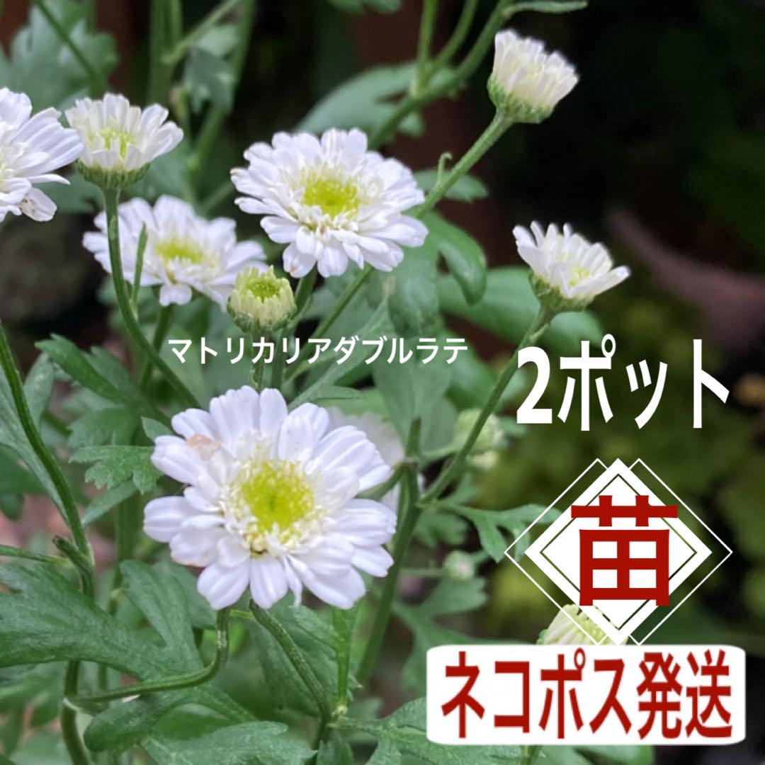 マトリカリア ダブルラテ　苗　ドライフラワー 【ネコポス発送】