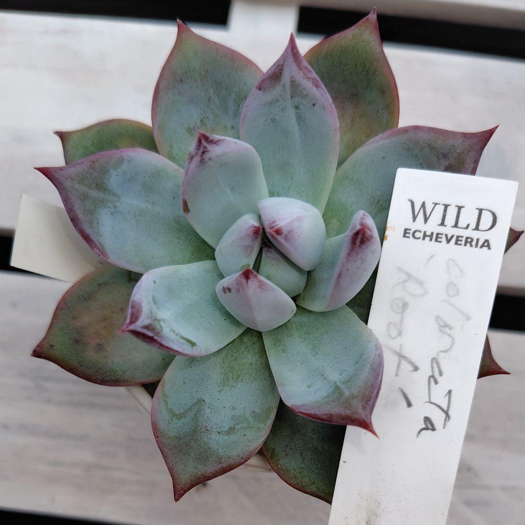 札付き【コロラータルーフ】サボテン相談室