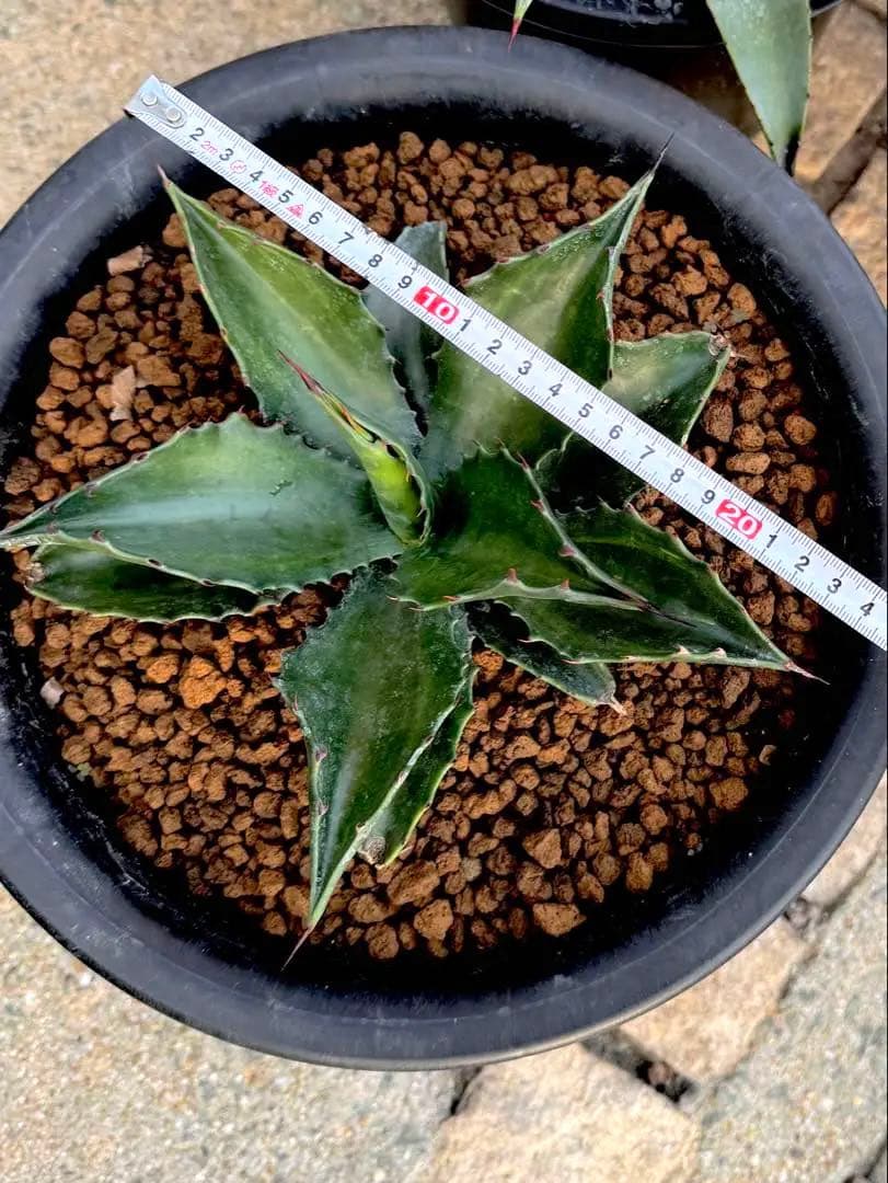 サルミアナフロックス グリーンゴブレット斑入り