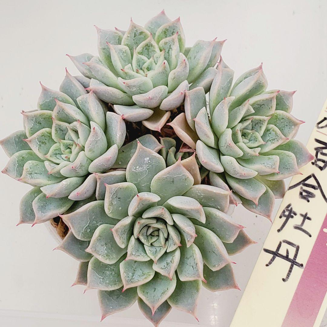 ⑯大きめ苗! 青鬼❣️龍鱗蓮華❣️ブルーバニラ❣️ちょこん❣️発根済メルカリ便込