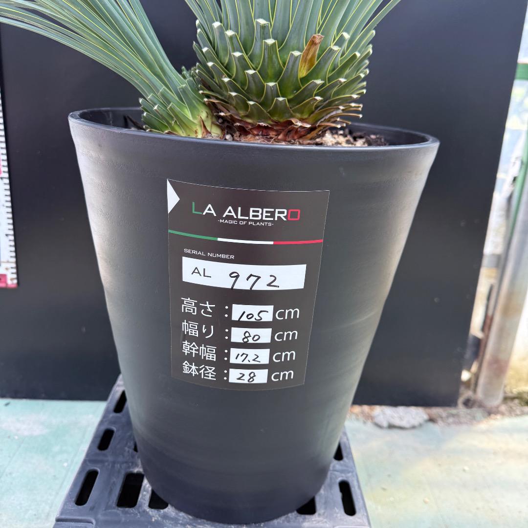 AL954】ユッカ ロストラータ 超希少ランチョブルー（品種名