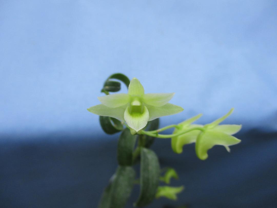 キバナノセッコク 珍しい素心花「深芳野」開花中 富貴蘭 春蘭 長生蘭