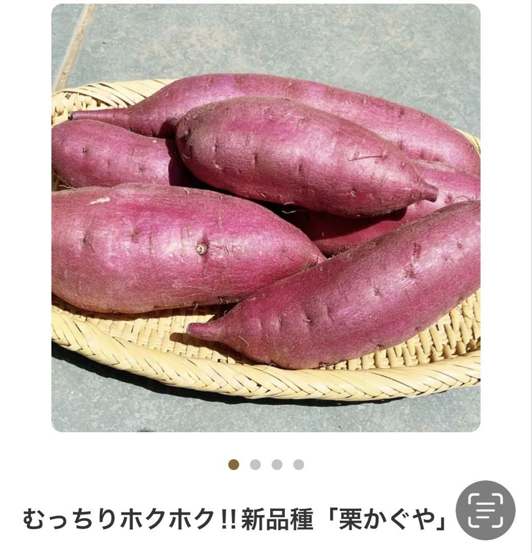 栗かぐや芋苗100本