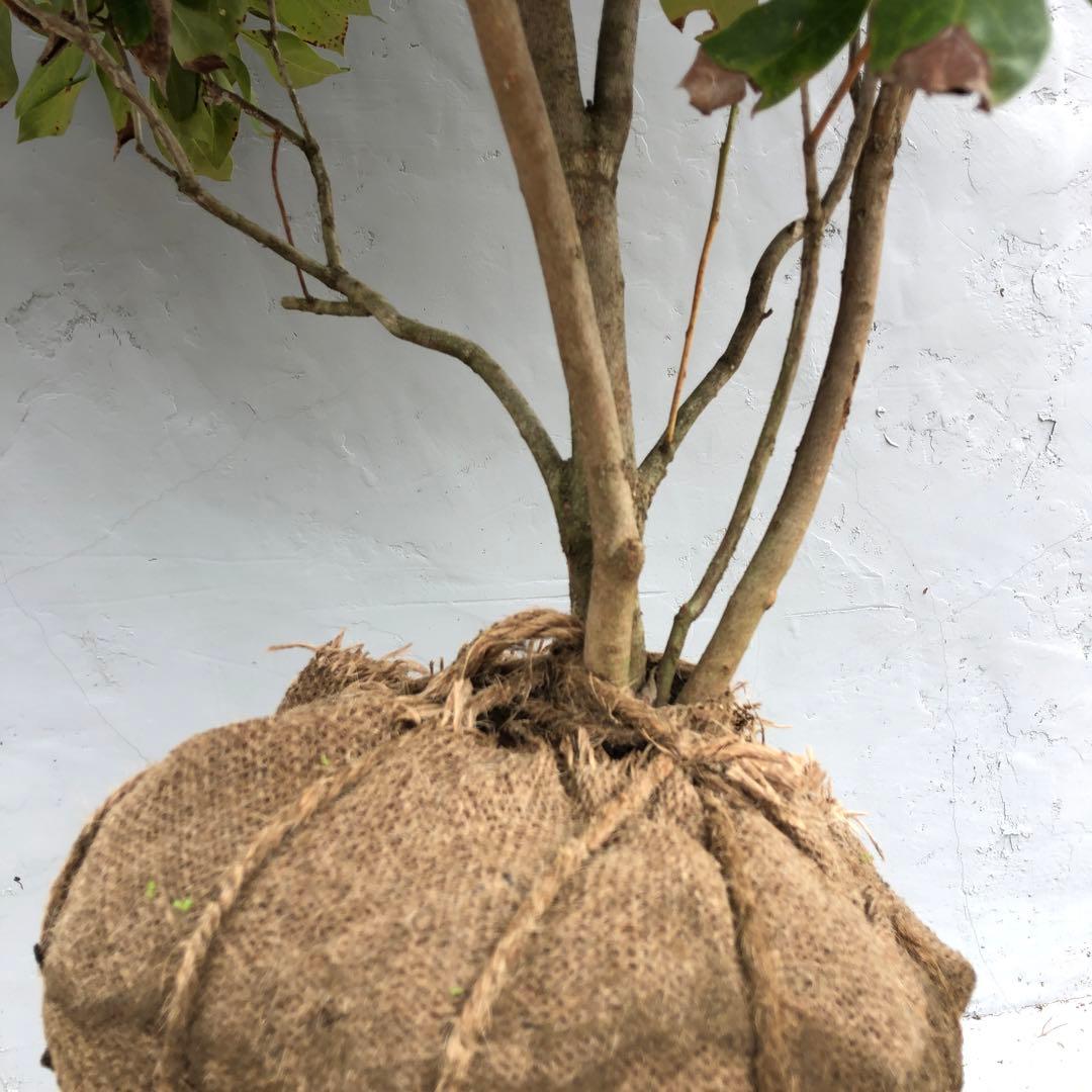 カネコゲンカイツツジ 特大