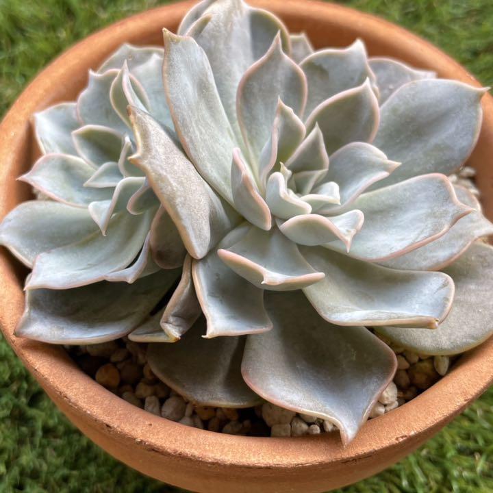 多肉植物 エケベリア リラシナ メルカリ