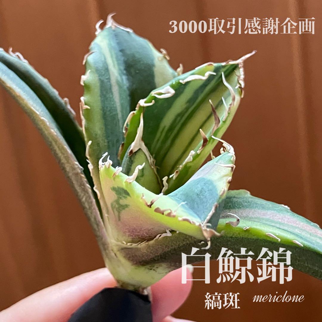 激安通販サイト オークション【3000取引感謝企画】サイズ大 縞斑 白鯨錦 アガベ アガベ