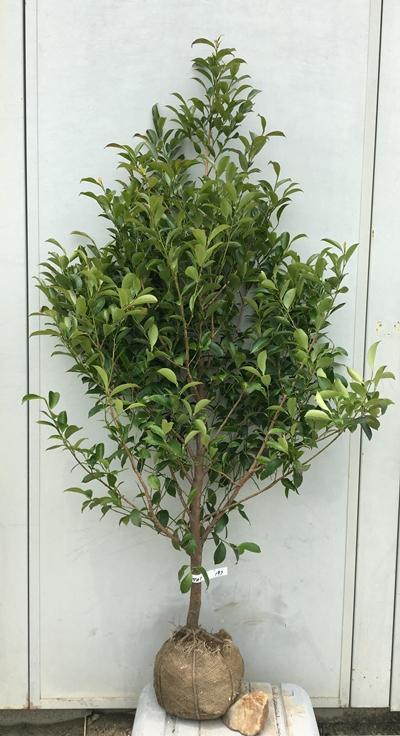 《現品》本榊（ホンサカキ）樹高1.5ｍ　197（根鉢含まず）《苗木/植木/さかき