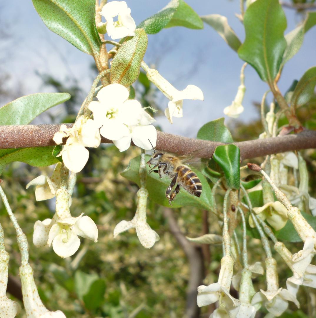 国内外の人気集結! 安心の日本みつばち 濃厚82% 春採はちみつ 1100g