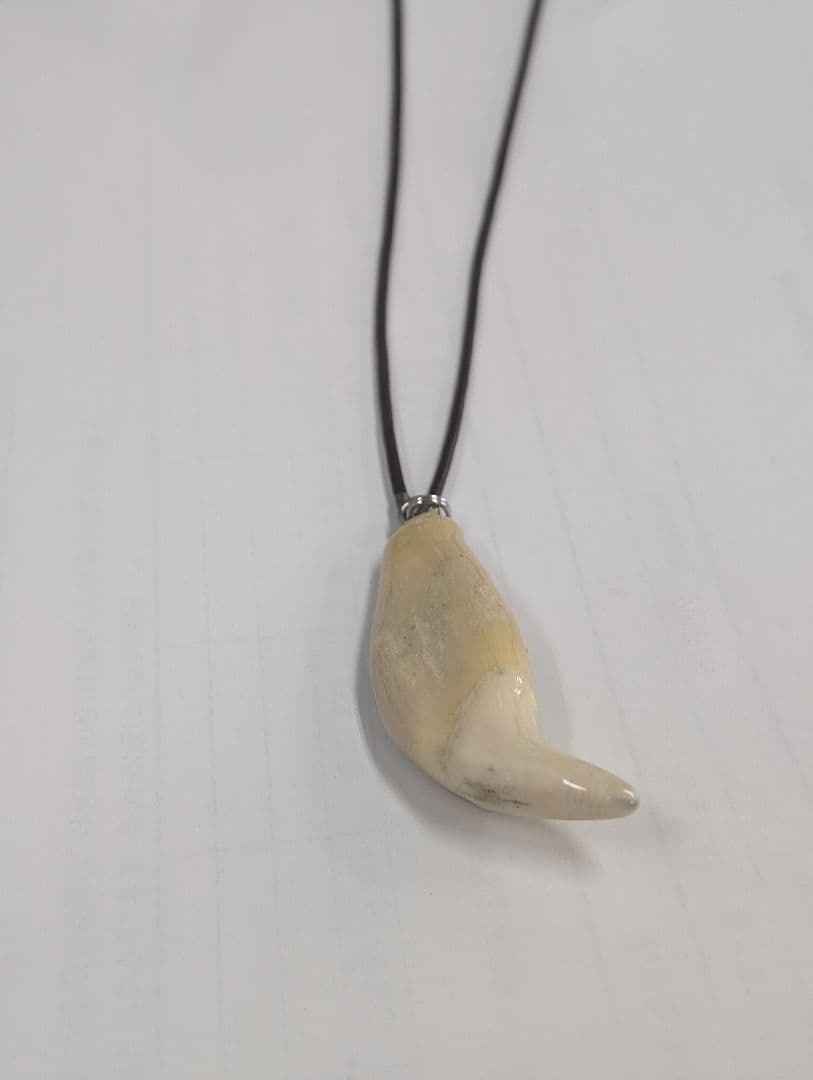 熊の牙ネックレス