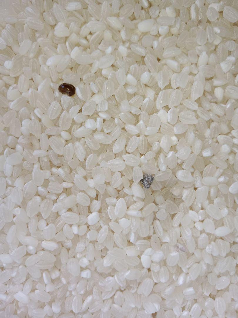限定1袋　訳あり　無洗米　10kg　おいしいお米　白米　精米　10キロ　お得
