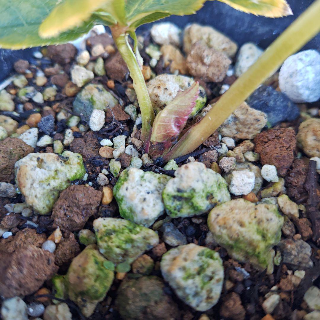 の*ん様 クリスマスローズ 広瀬園芸 ddソレイユ 株分け