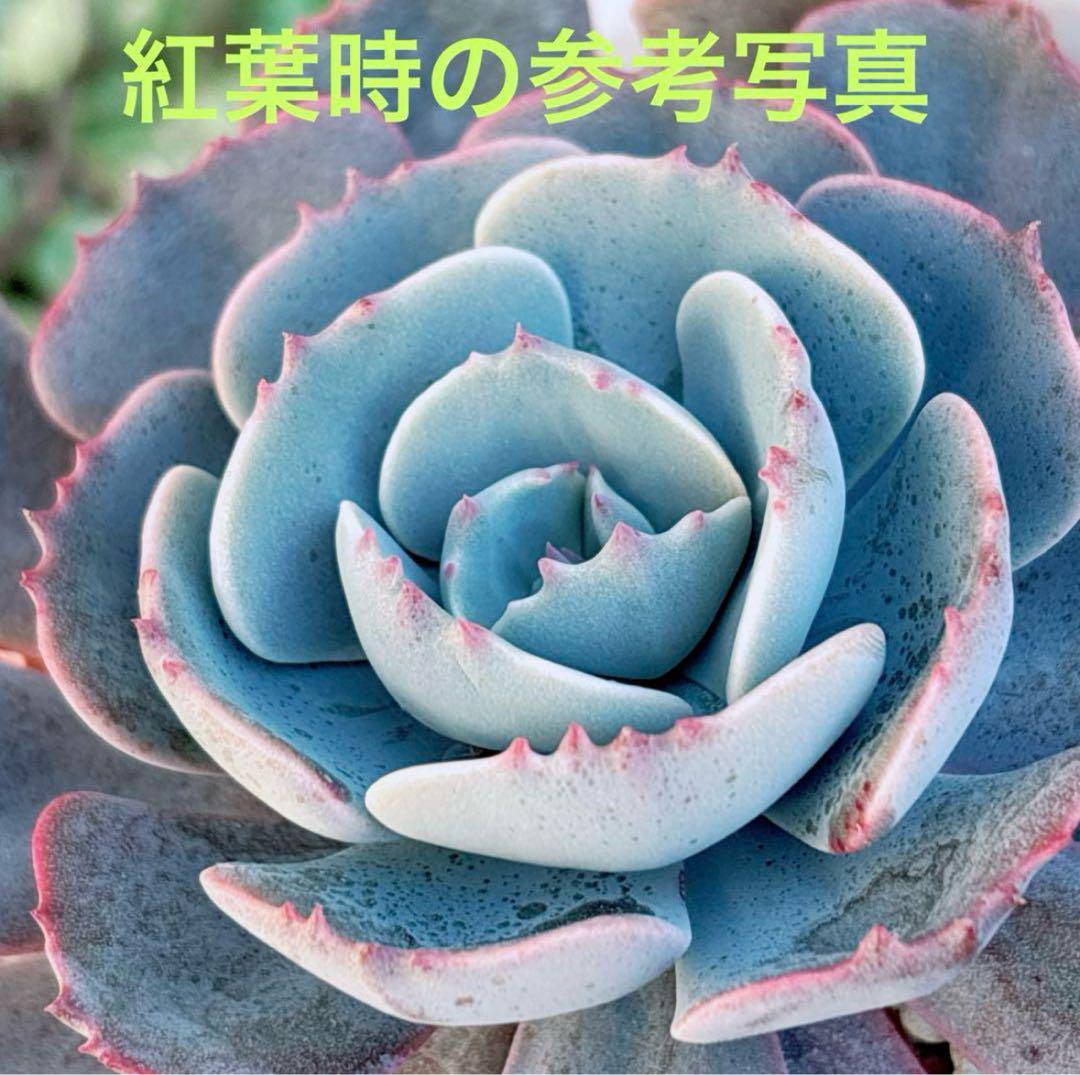 3.【札付き】ローズクロウ solisさん 多肉植物 エケベリア
