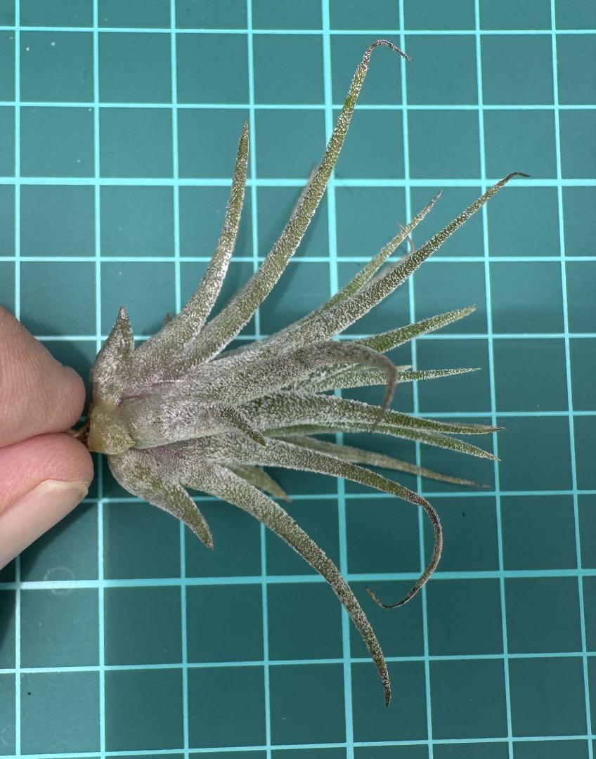 シオン　Tillandsia Deborah Ann 速達発送 最高峰の斑入りティランジア【デボラ・アン】Tillandsia