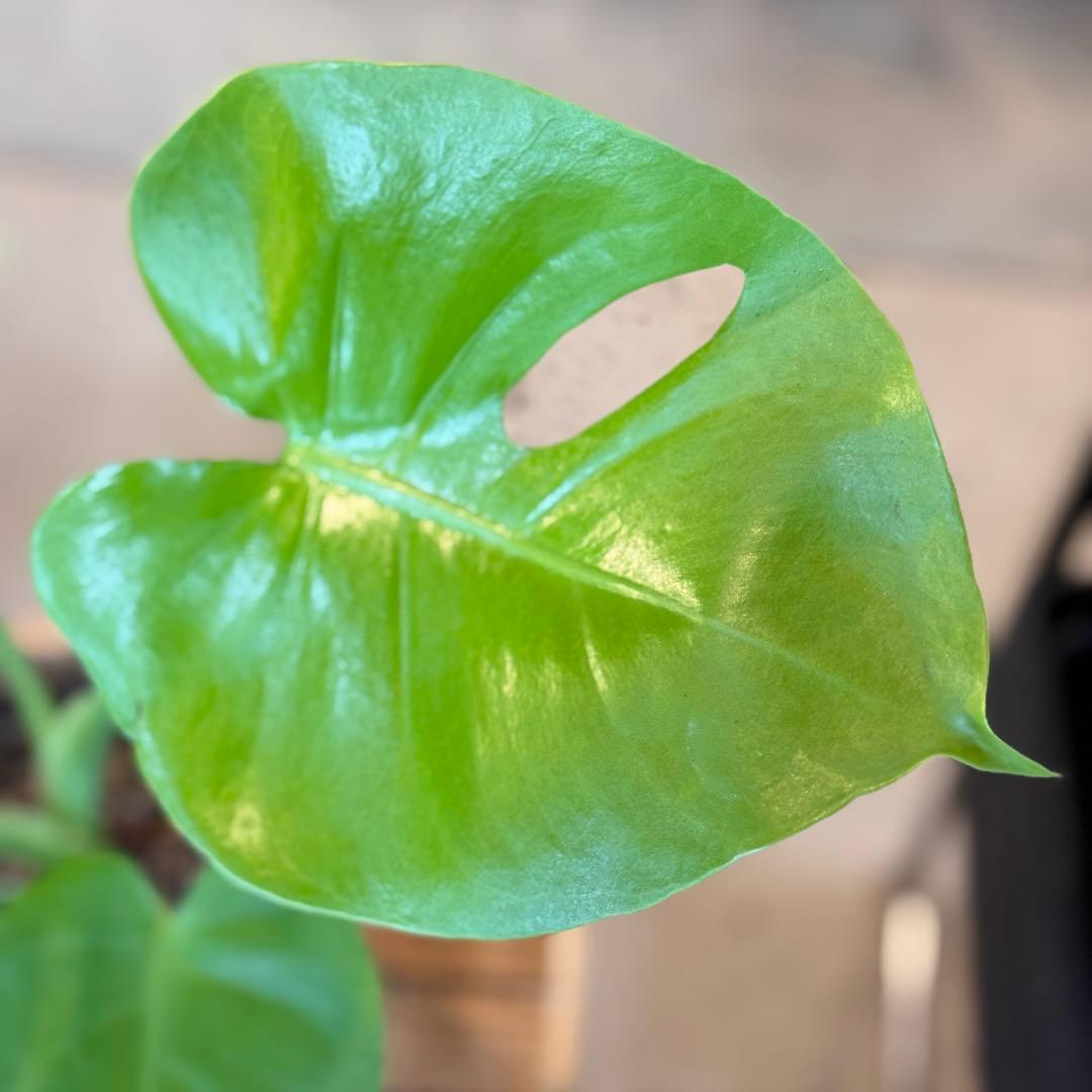 種目立った傷や汚れなし