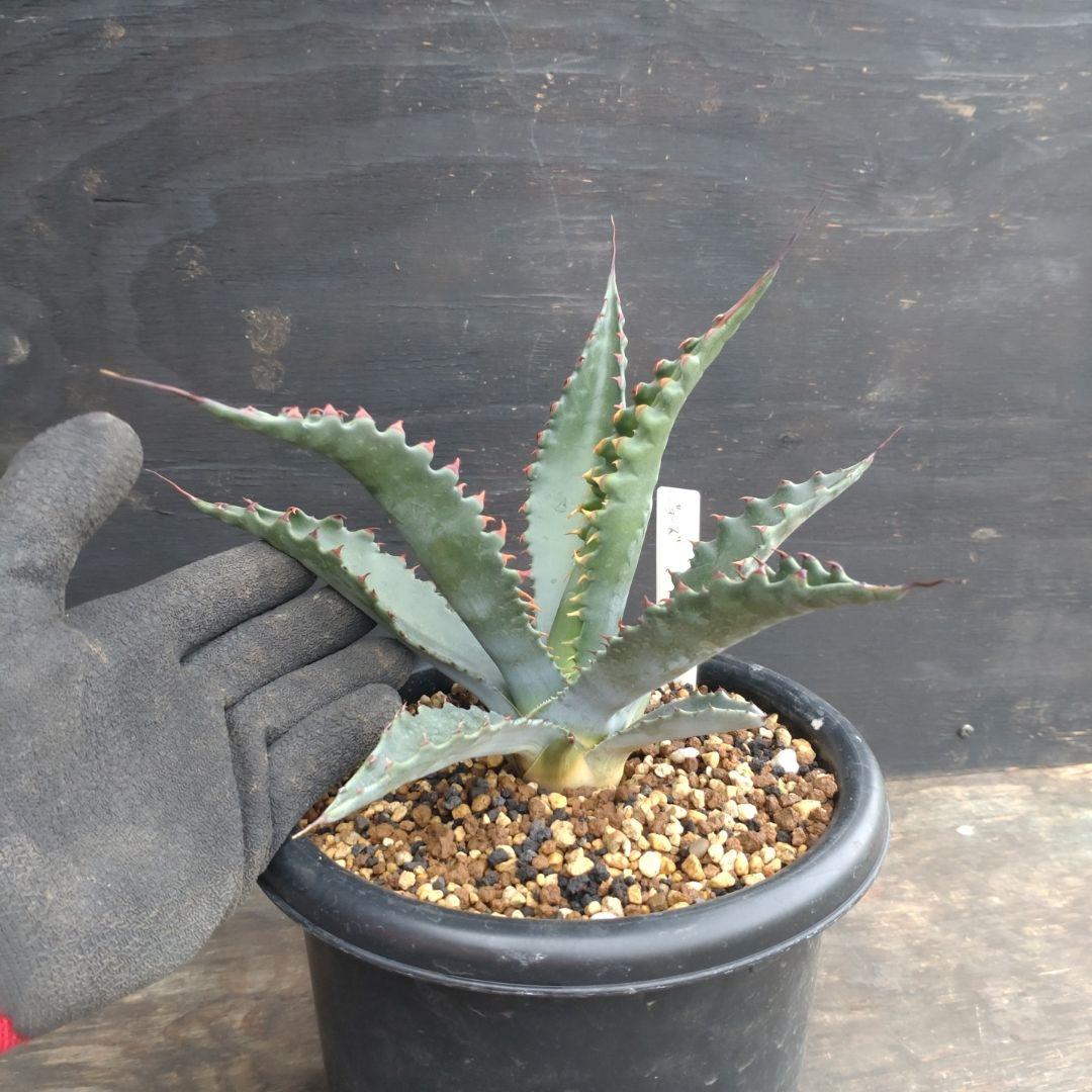 店舗限定 アガベ ジェントリージョーズ 植物/観葉植物 hno-osnabrueck.de