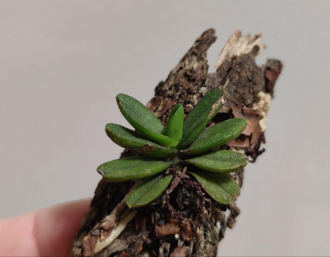 小型洋ラン Schoenorchis Fragrans 着生ラン 洋蘭 洋蘭原種 小型洋ラン Schoenorchis Fragrans 着生ラン 洋蘭 洋蘭原種