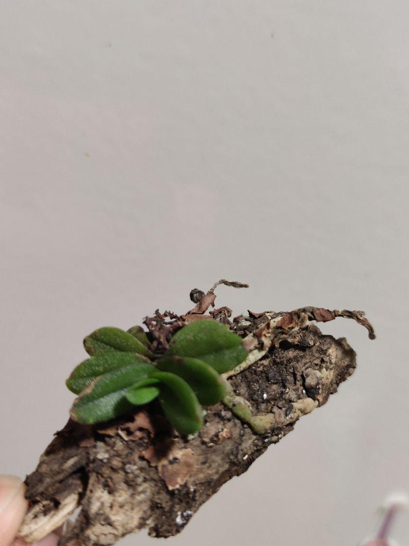 小型洋ラン Schoenorchis Fragrans 着生ラン 洋蘭 洋蘭原種