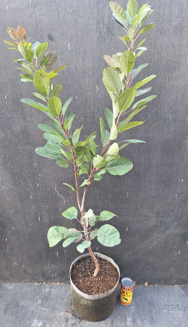 グレース目立った傷や汚れなし