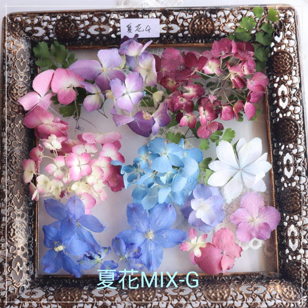 紫陽花　ドライフラワー　専用 白い紫陽花ドライフラワー5本セット ドライフラワー ajisai