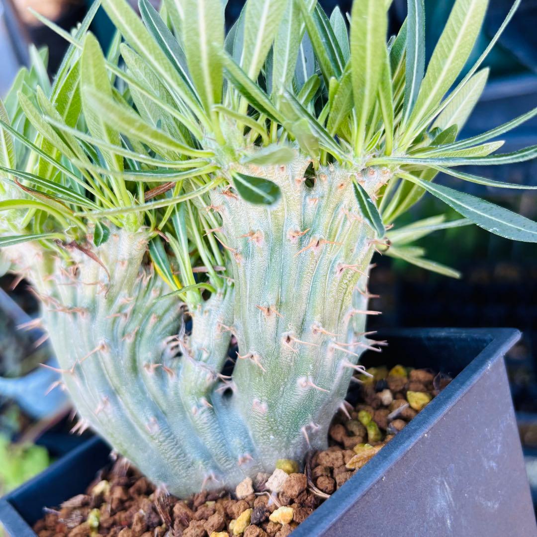 大株 パキポディウム