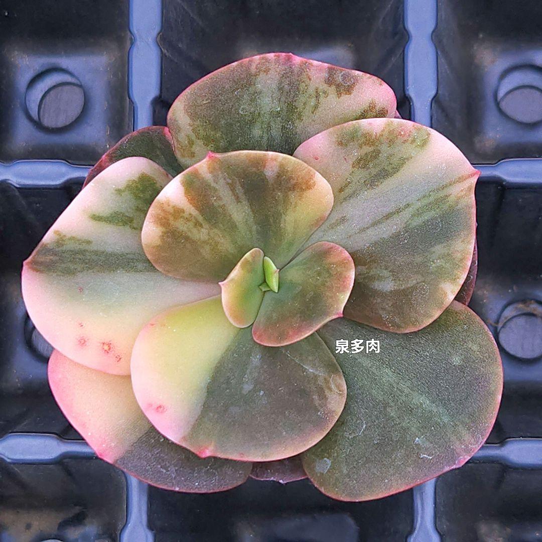 輸入苗 多肉植物