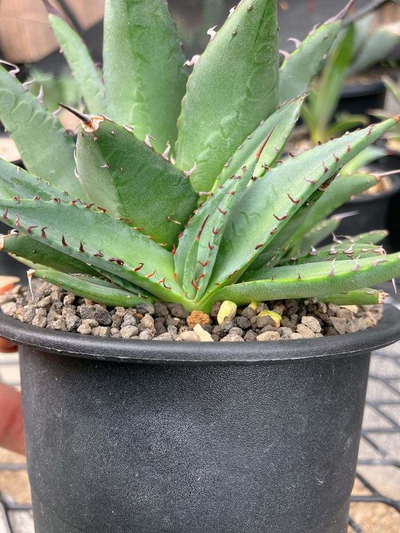 アガベ 国内ハイブリッド t's001grex 笹の雪×屈原の舞扇 子株 レア