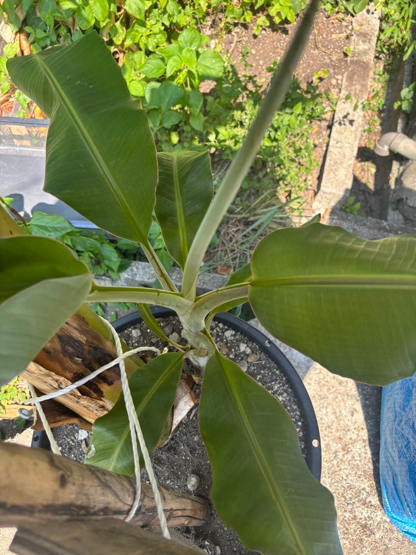 無農薬アイスクリームバナナの子株