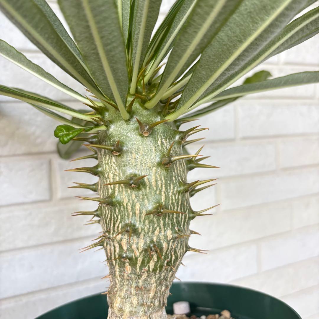 幹太‼︎ パキポディウム