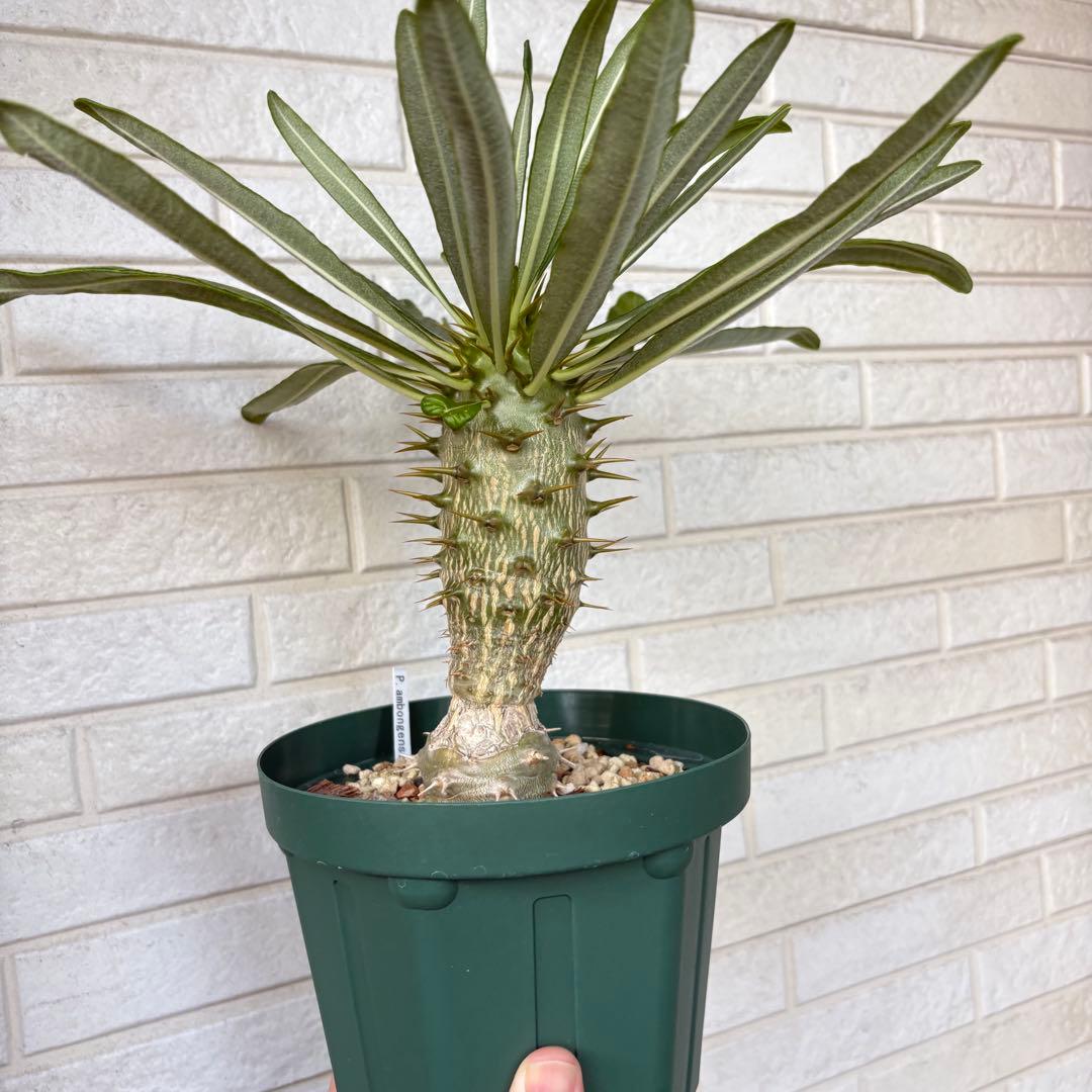 幹太‼︎ パキポディウム アンボンゲンセ ラメリーつぎ YUZUMIYA_COM