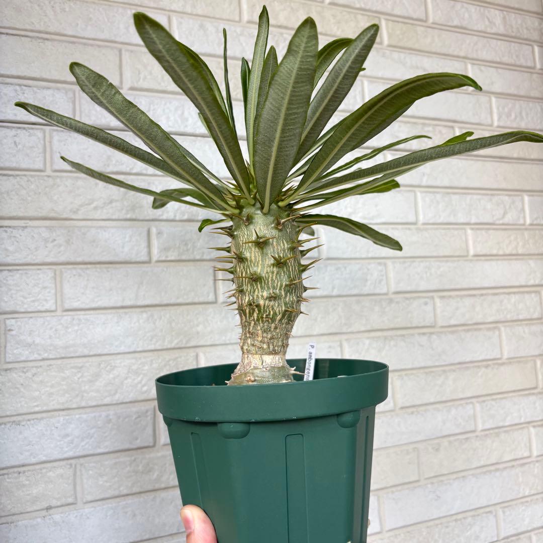 パキポディウム アンボンゲンセ