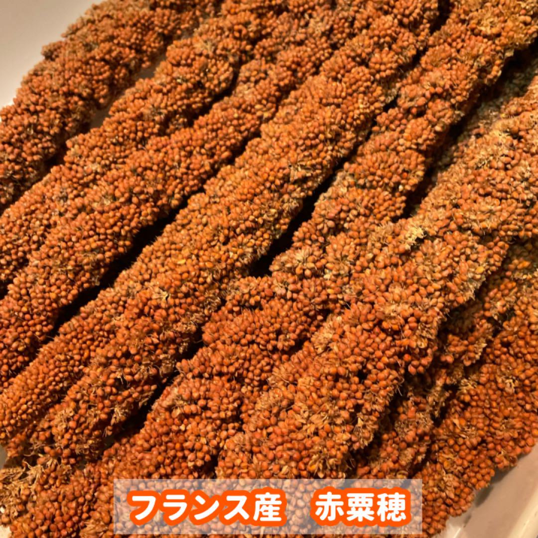赤粟穂（フランス産）150g - メルカリ