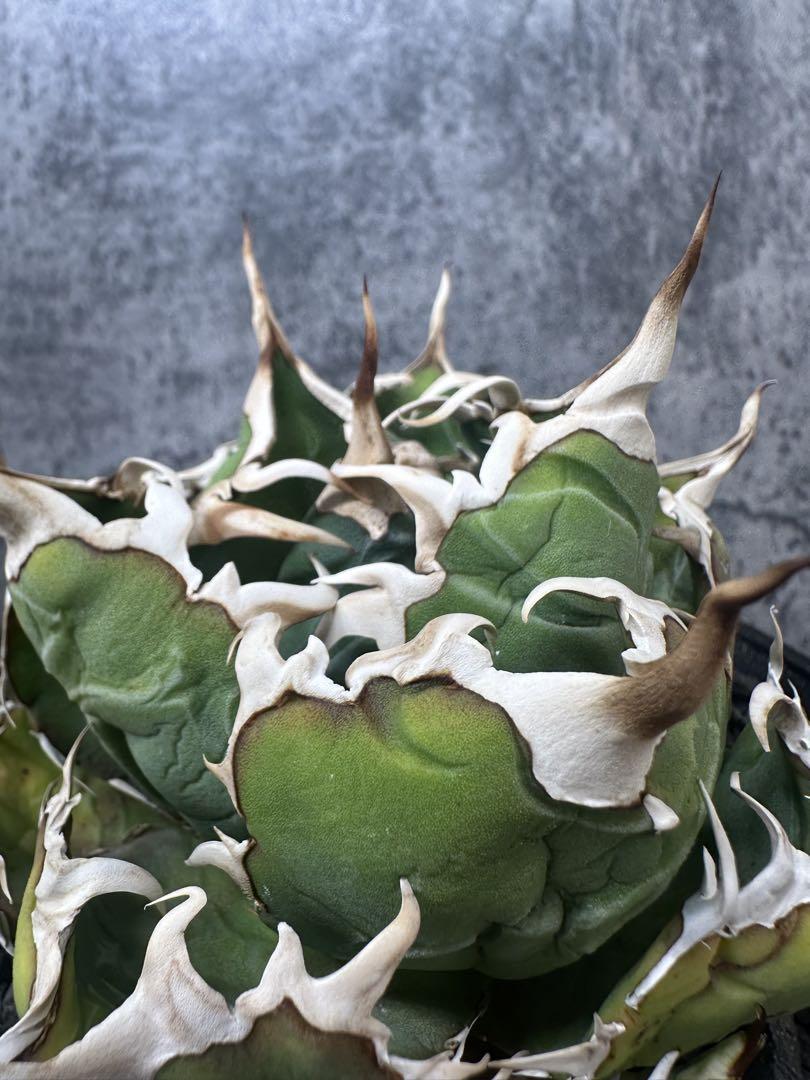 Agave titanota