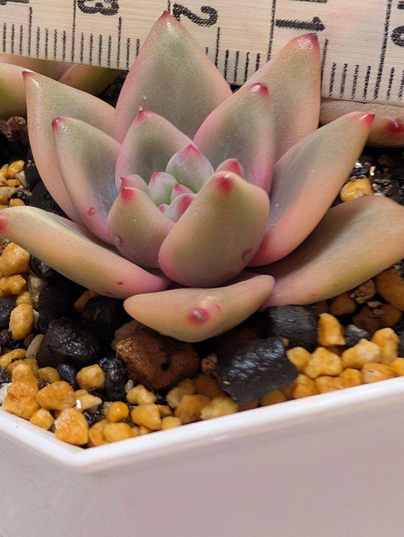 多肉植物　アリエル錦　発根済抜き苗 ネコポス発送