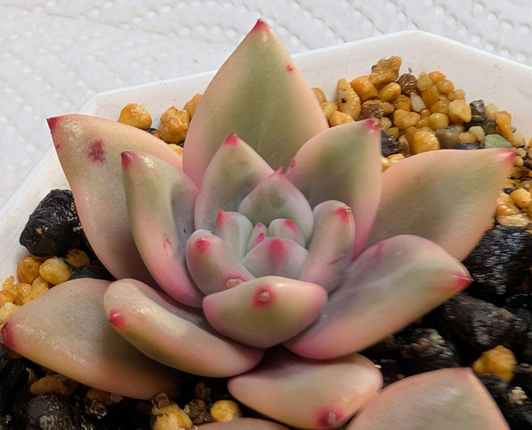 多肉植物　アリエル錦　発根済抜き苗 ネコポス発送