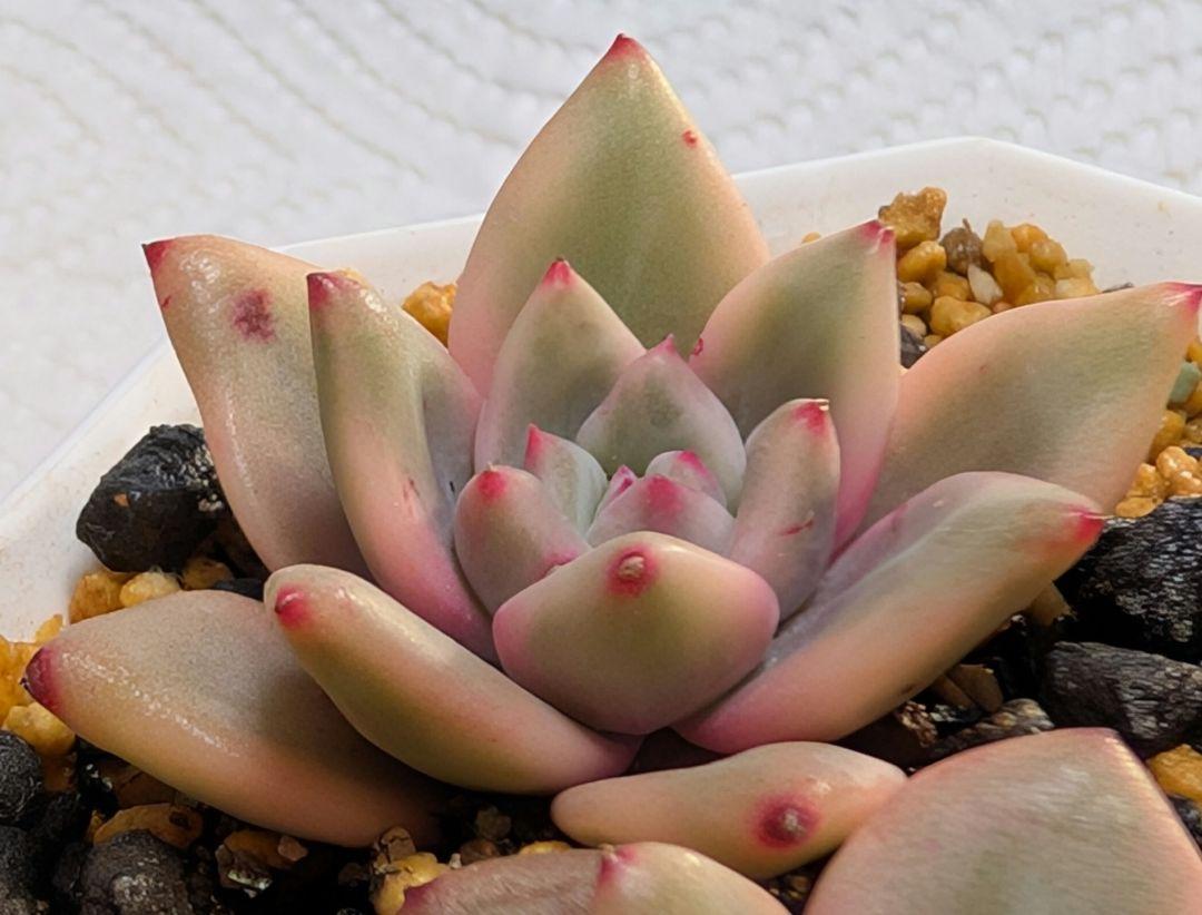 多肉植物　アリエル錦　発根済抜き苗 ネコポス発送