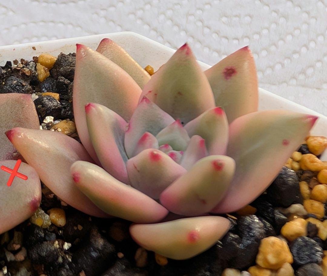 多肉植物　アリエル錦　発根済抜き苗 ネコポス発送