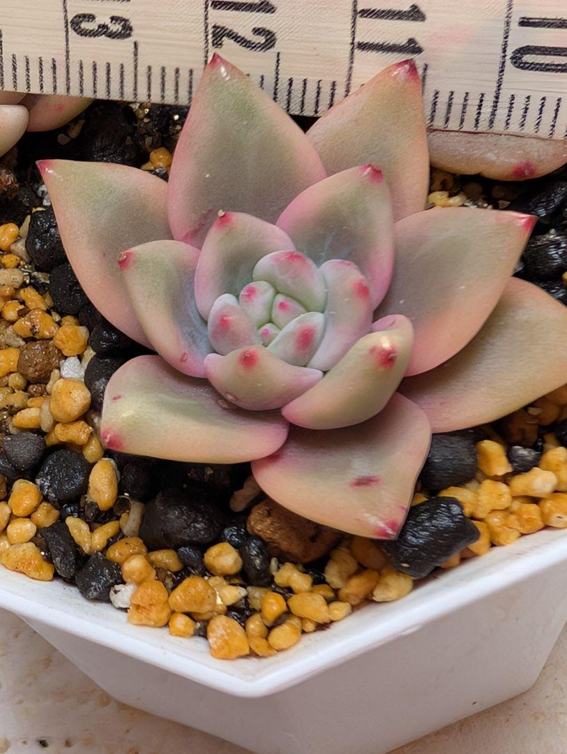 多肉植物　アリエル錦　発根済抜き苗 ネコポス発送