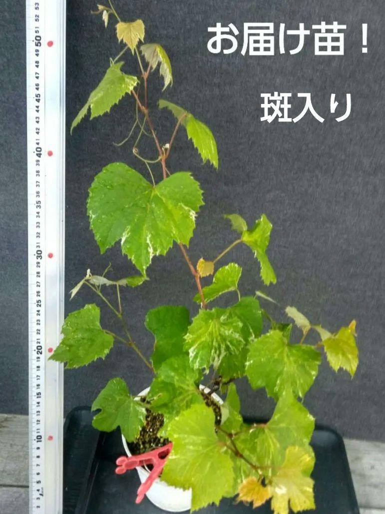 山野草・ヤマブドウ苗・画像の斑入り株お届けいたします。ノブドウではありません。