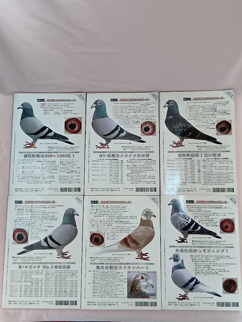 Pigeon