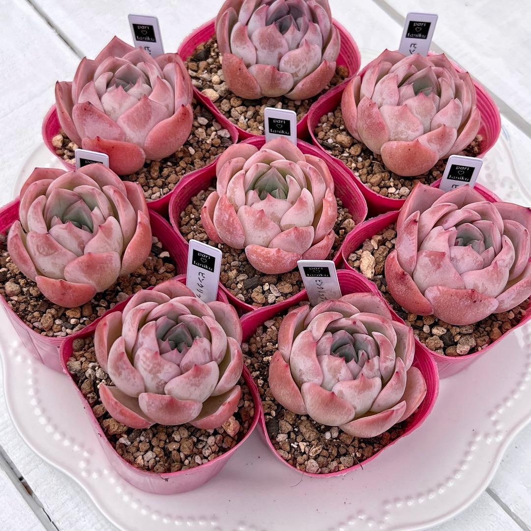 多肉植物 ピンクリップスティック 韓国苗