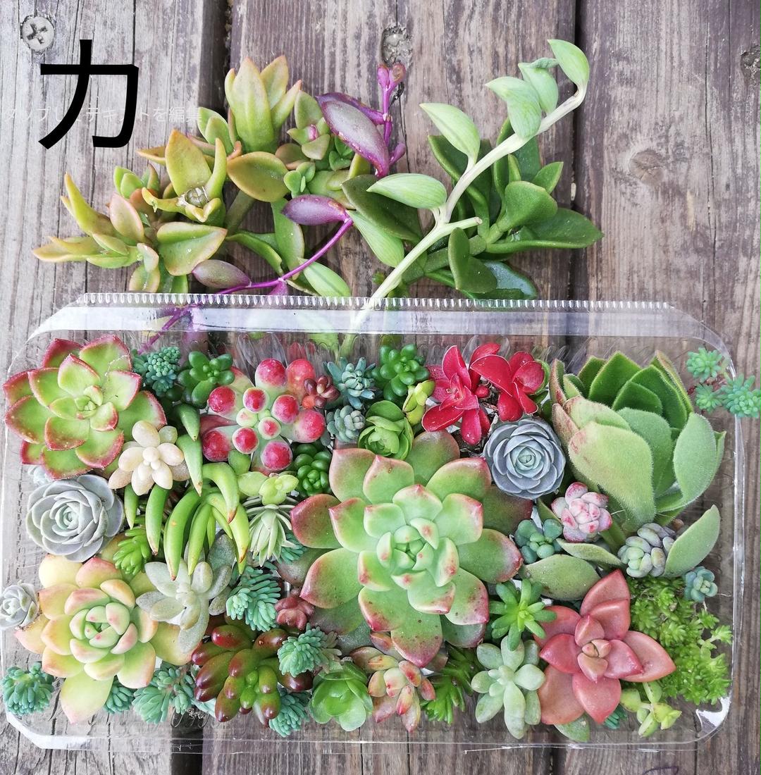 メルカリ カ 多肉植物 カット苗 1パック つぶつぶ多肉 オマケ 2100円 植物 観葉植物 2 100 中古や未使用のフリマ メルカリ カ 多肉植物 カット苗 1パック つぶつぶ多肉 オマケ 2100円 植物 観葉植物 2 100 中古や未使用のフリマ