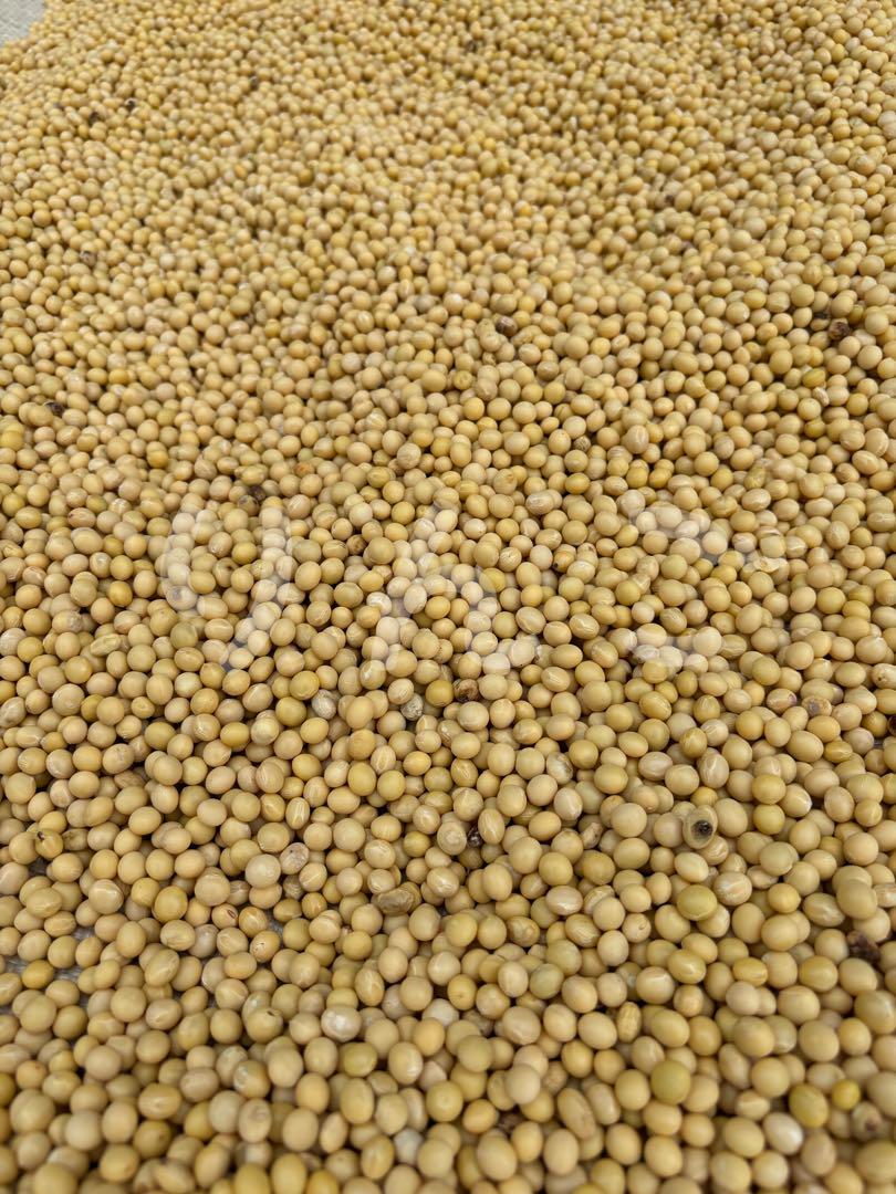 自然栽培大豆 ふくゆたか 4kg 令和6年産 農薬化学肥料動物性堆肥不使用