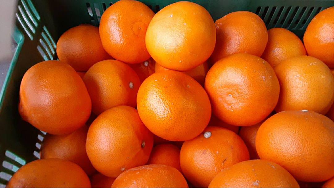 愛媛県産　大きめ　せとか　柑橘　　10kg