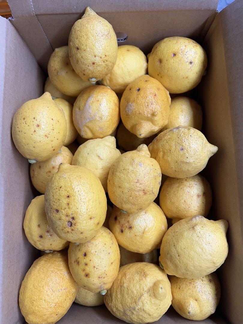 買い保障できる 訳あり・広島県産レモン(大玉)15㎏ - 果物 果物