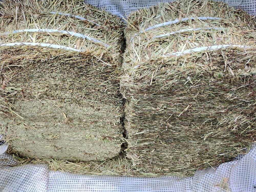 (1/26まで) カナダ産 チモシー 30kg スーパープレミア １番刈り