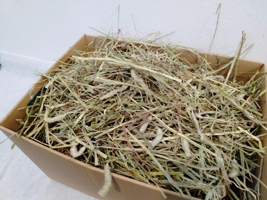 (1/26まで) カナダ産 チモシー 30kg スーパープレミア １番刈り