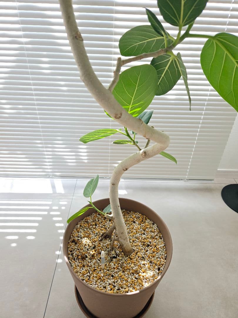 ◼️フィカスベンガレンシス◼️曲がり　8号陶器鉢　120センチ